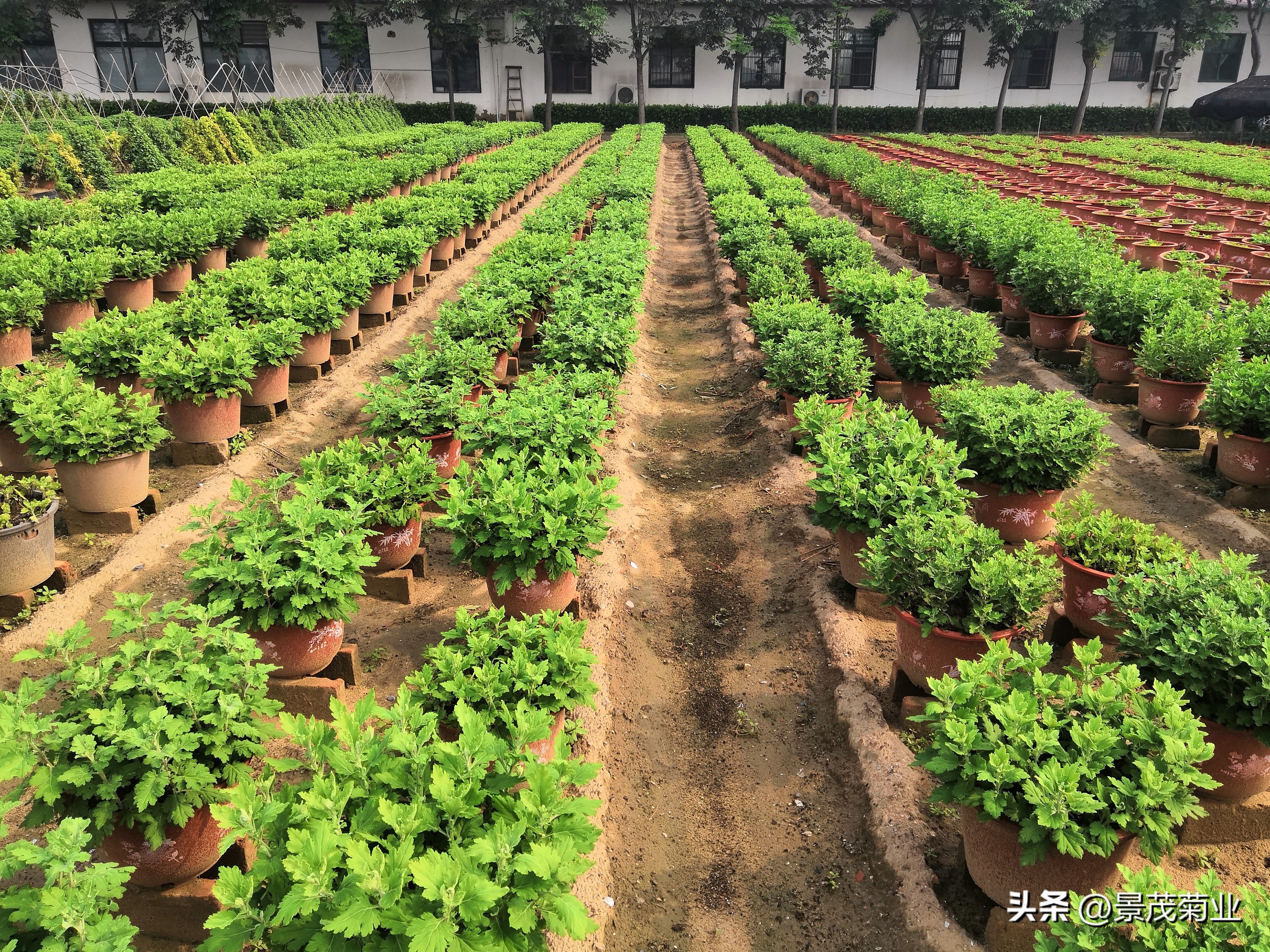 可食用的菊花品种,多头菊花品种图片