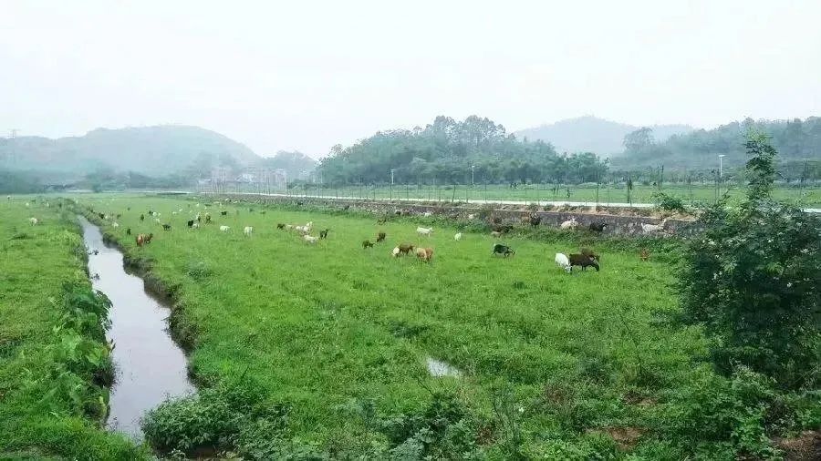 增城网红民宿别墅,增城最美花园亲子民宿