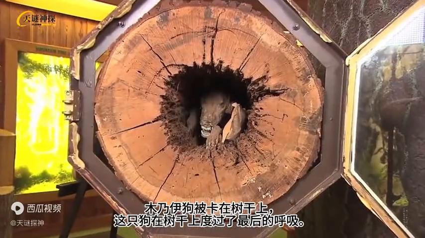 他们在丛林中的发现震惊了所有人