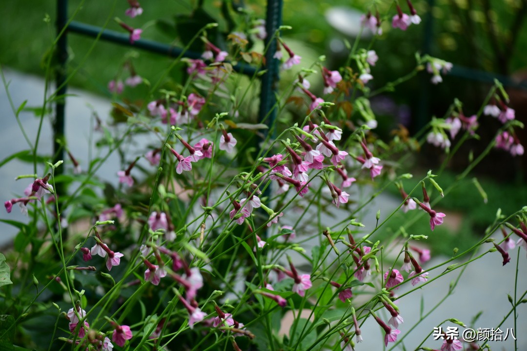 冬天开花的室外花卉盆栽,温室盆栽观花花卉植物