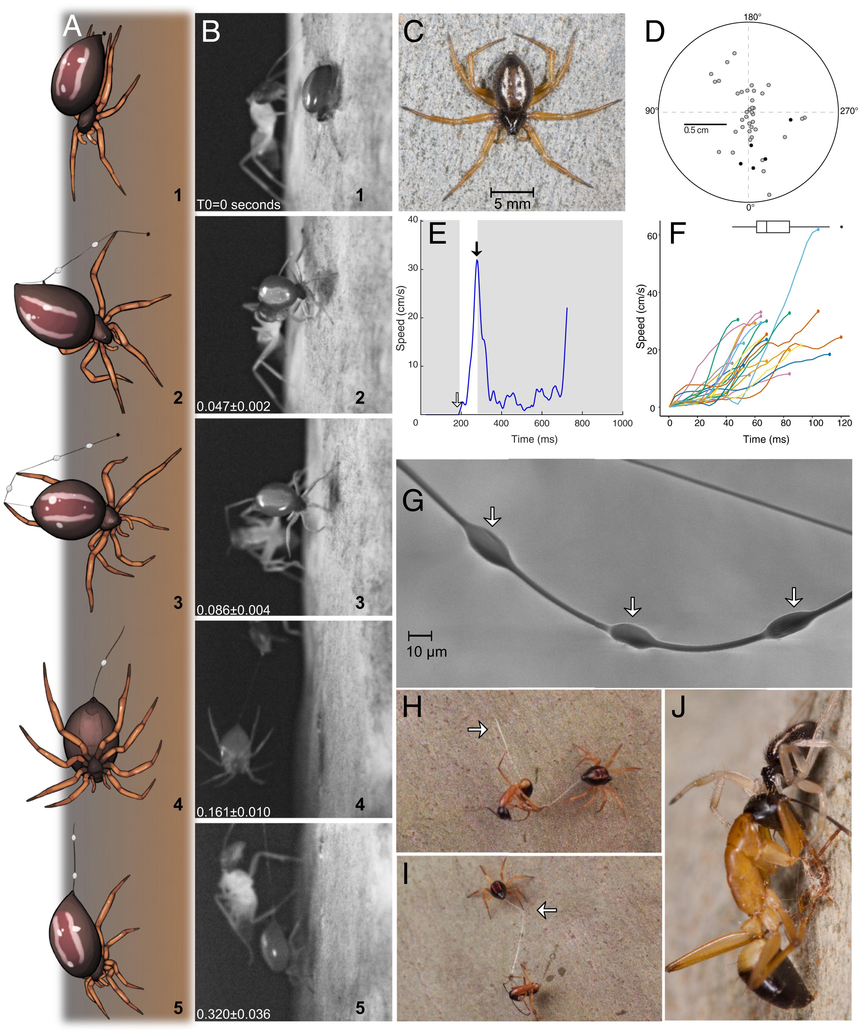 天下第七！研究人员发现全新的蜘蛛捕猎技巧