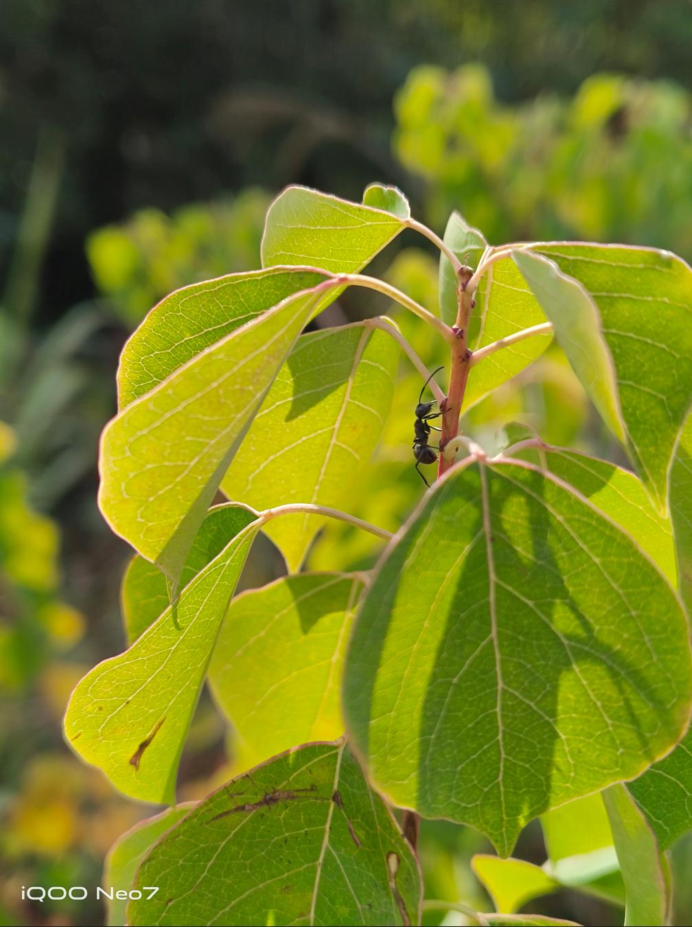 iqooneo7竞速版深度测评,iqooneo7竞速版怎么样值得入手吗