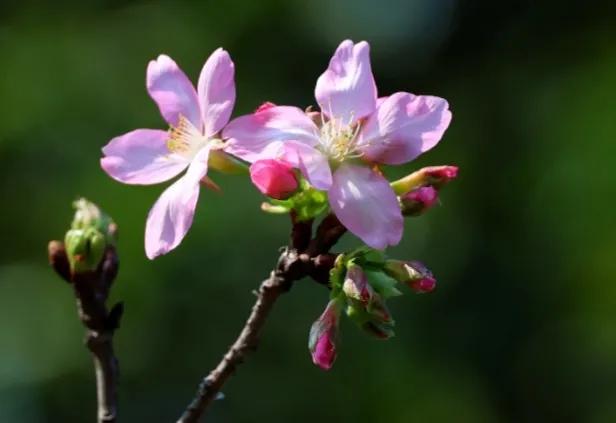 春夏之交，越来越多的花含苞欲放，这一百种娇媚蓓蕾真是美不胜收