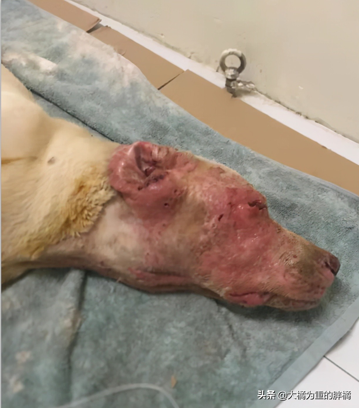 拉布拉多兽医,拉布拉多被揍无辜的眼神