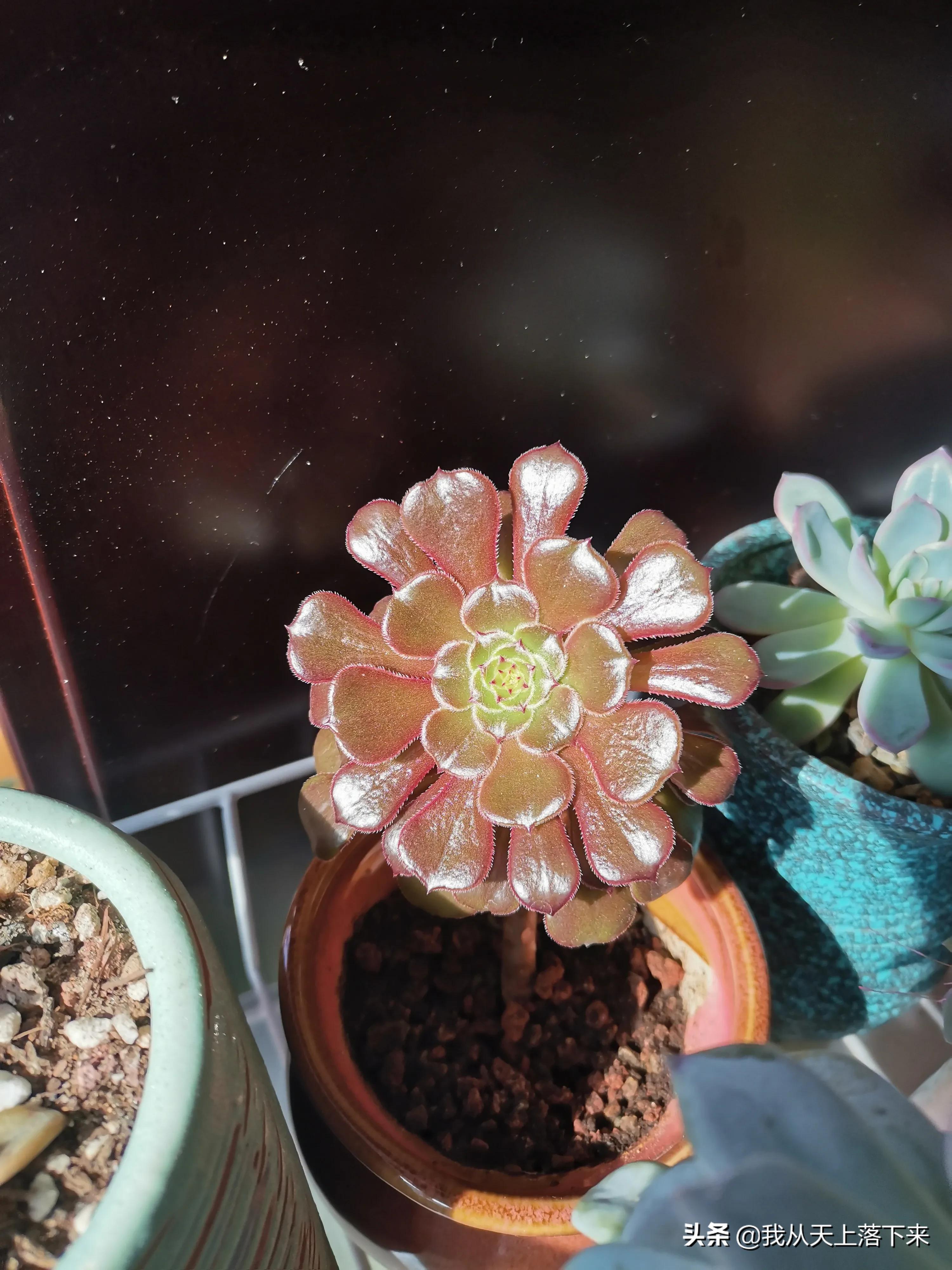 多肉品种及图片大全欣赏,多肉品种辨别图片大全欣赏