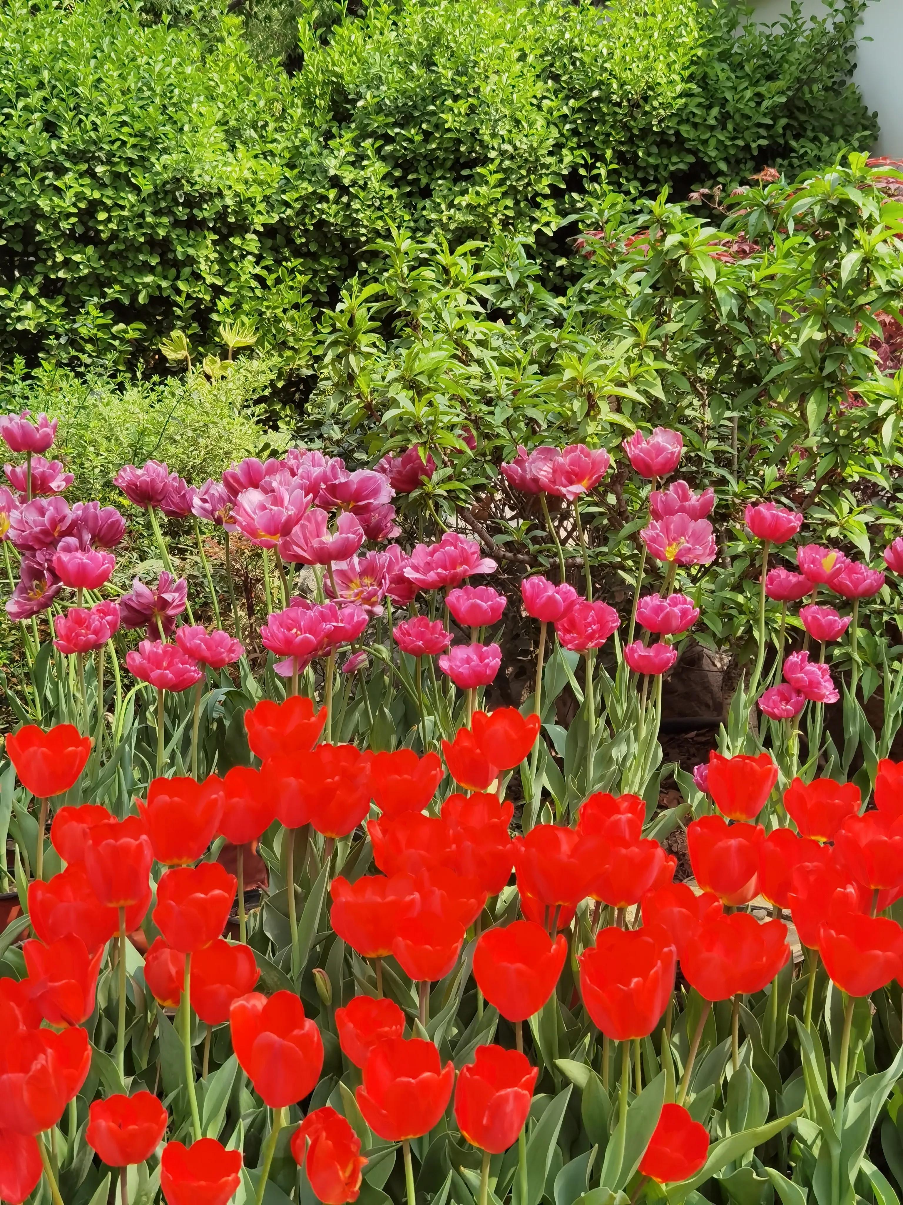 郁金香花语送长辈,郁金香花语永恒的爱与祝福