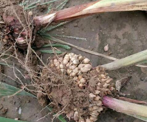 “切花之魁”，不要花大价钱去买了，自己种真的很方便