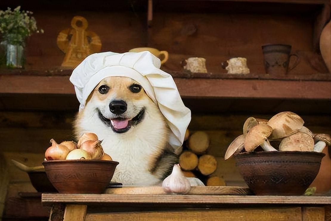 家有瓜娃子,狗腿瘸了治疗费用