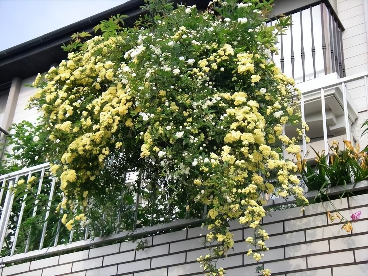 大院子里养什么花最好,庭院最皮实好养植物