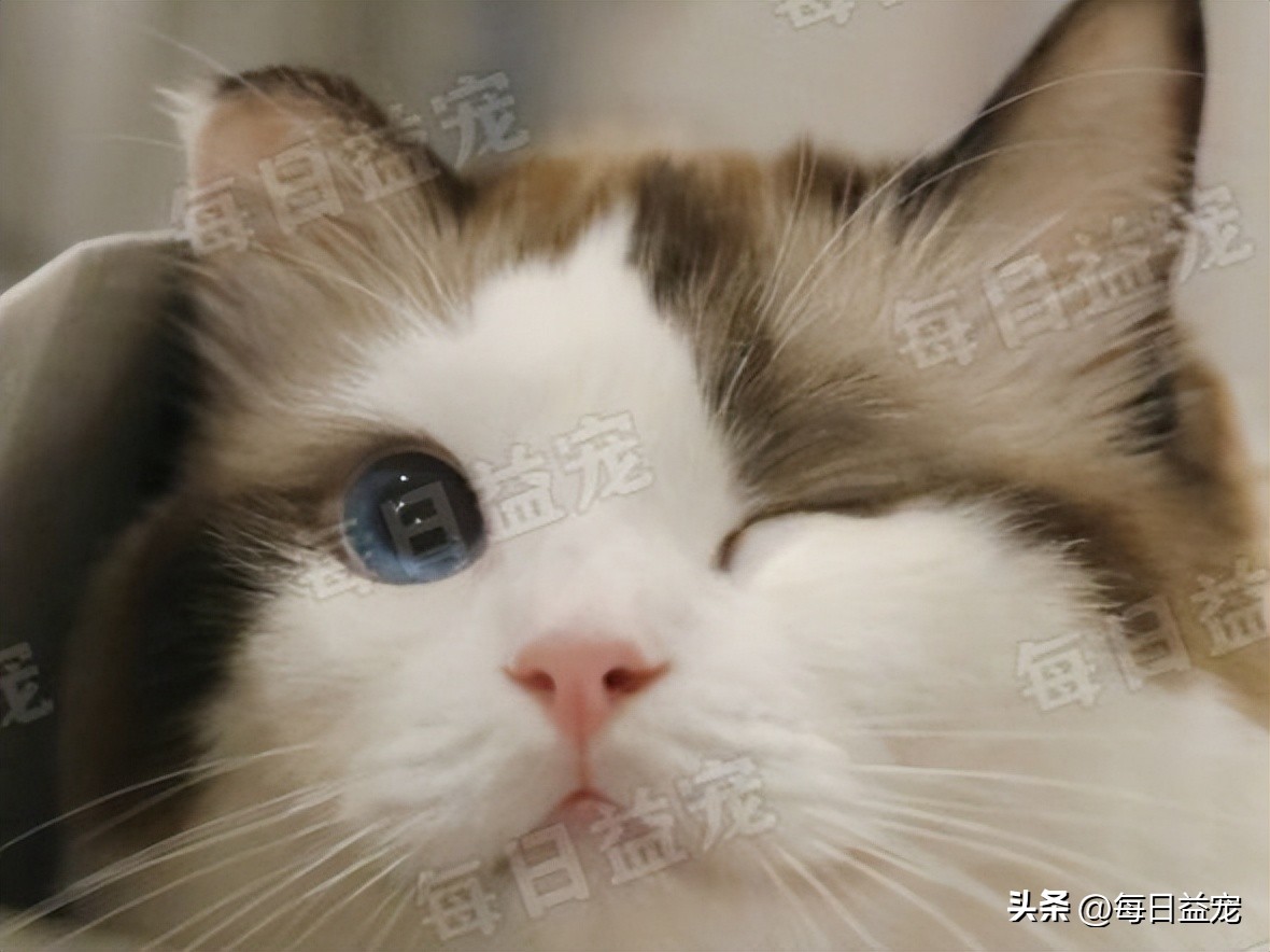 养了布偶猫感觉其他的猫丑,养了布偶猫后