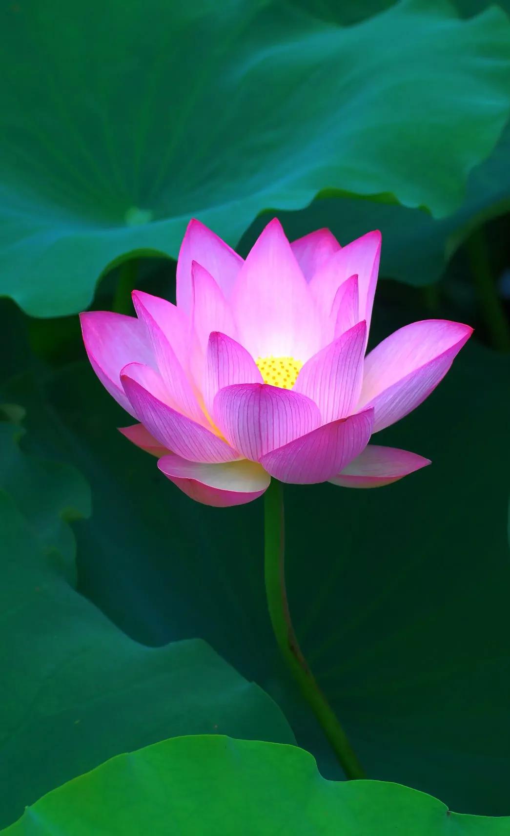 漂亮美丽的荷花壁纸,雨中荷花壁纸荣盛城