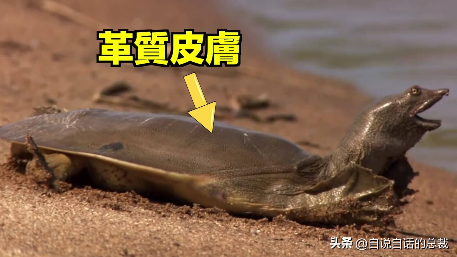 龟蛇大战巨龟视频,罕见别致的龟蛇大战