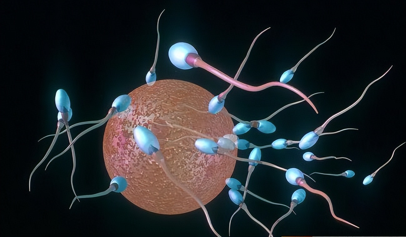 生男生女取决于精子？科学家发现卵子也有选择权，但结果却很意外