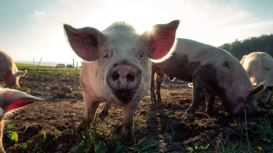 新西兰鸡蛋紧缺之后，猪肉也危险了！兔年邮票开始发售