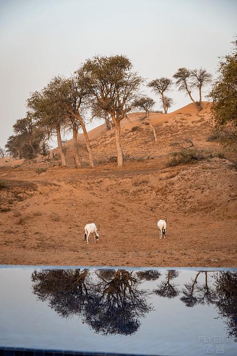 阿联酋丽思卡尔顿,阿联酋野奢帐篷