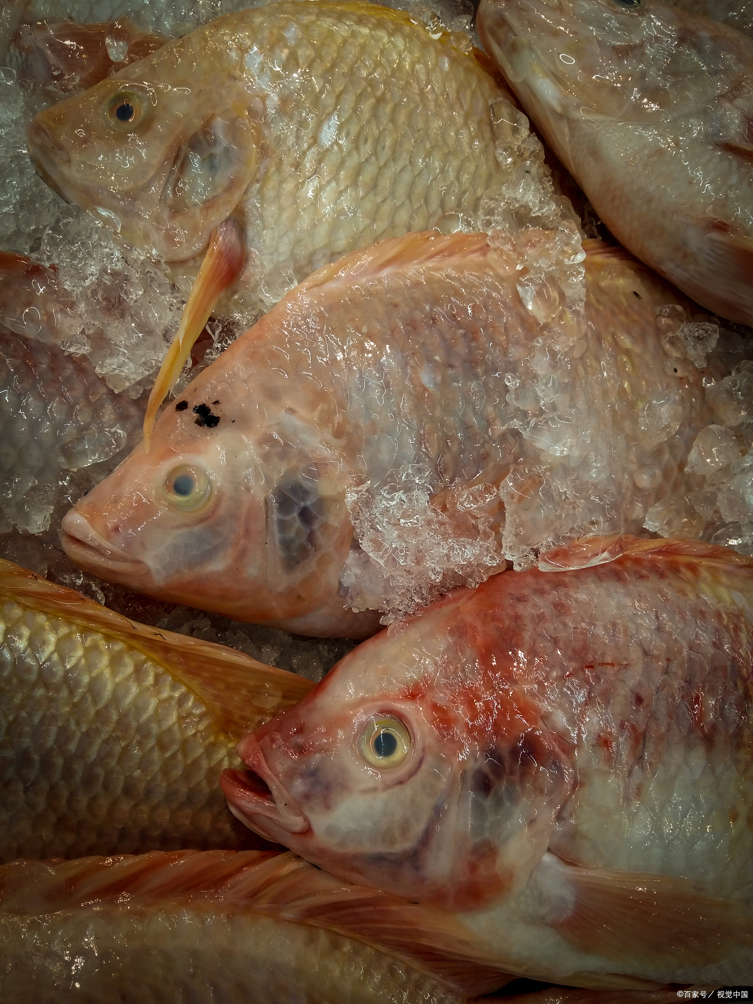 淡水红鲳鱼喜欢吃什么,红鲳鱼的肉为什么是黄色的能吃吗