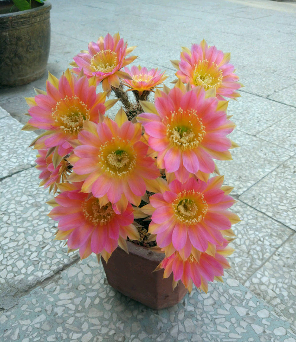 毛花柱仙人球品种大全,顶级精品仙人球花