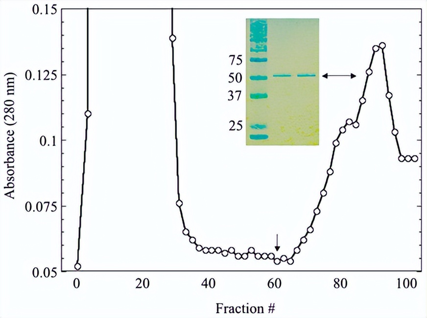木聚糖酶对人体有什么危害,木聚糖酶在反刍动物饲料中的应用