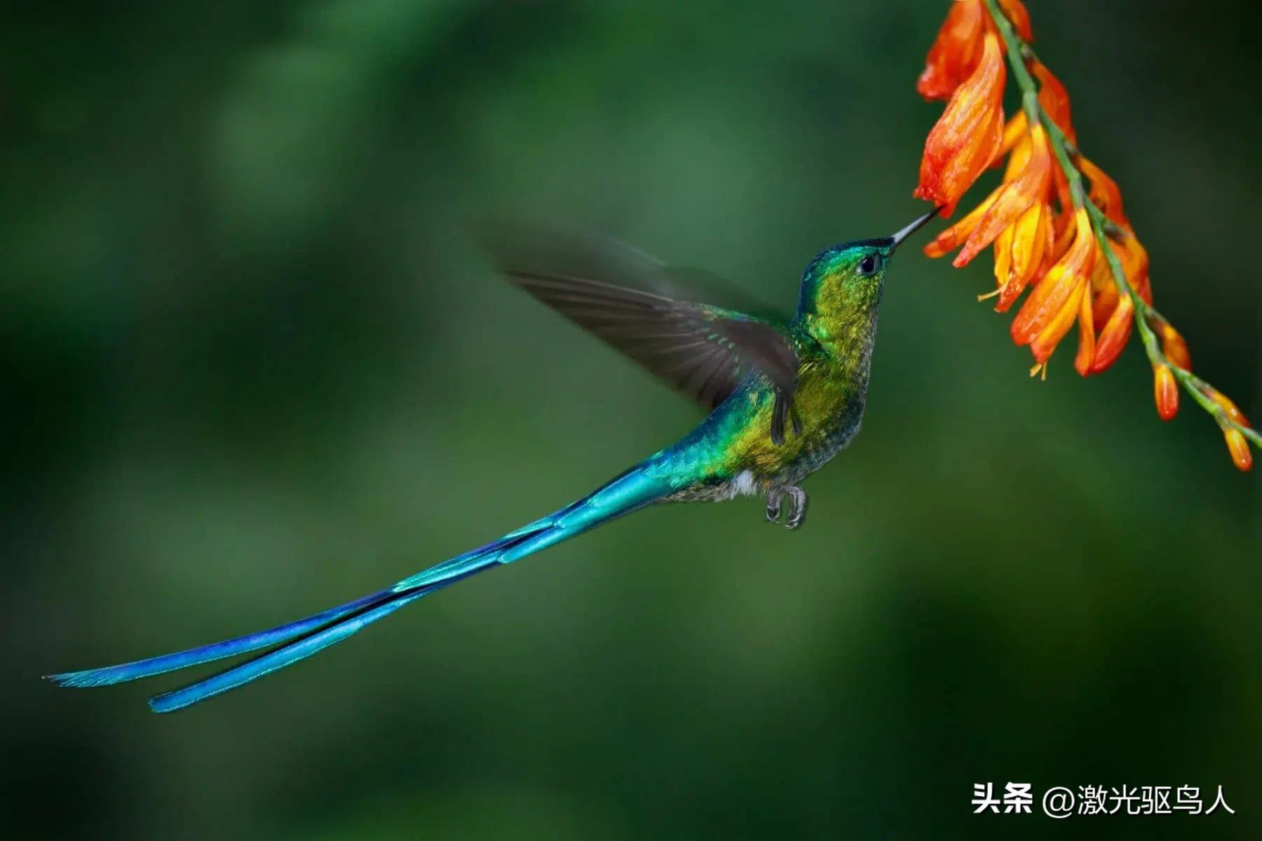 鸟类对人类还有哪些好处呢,人类没有了动物会怎样