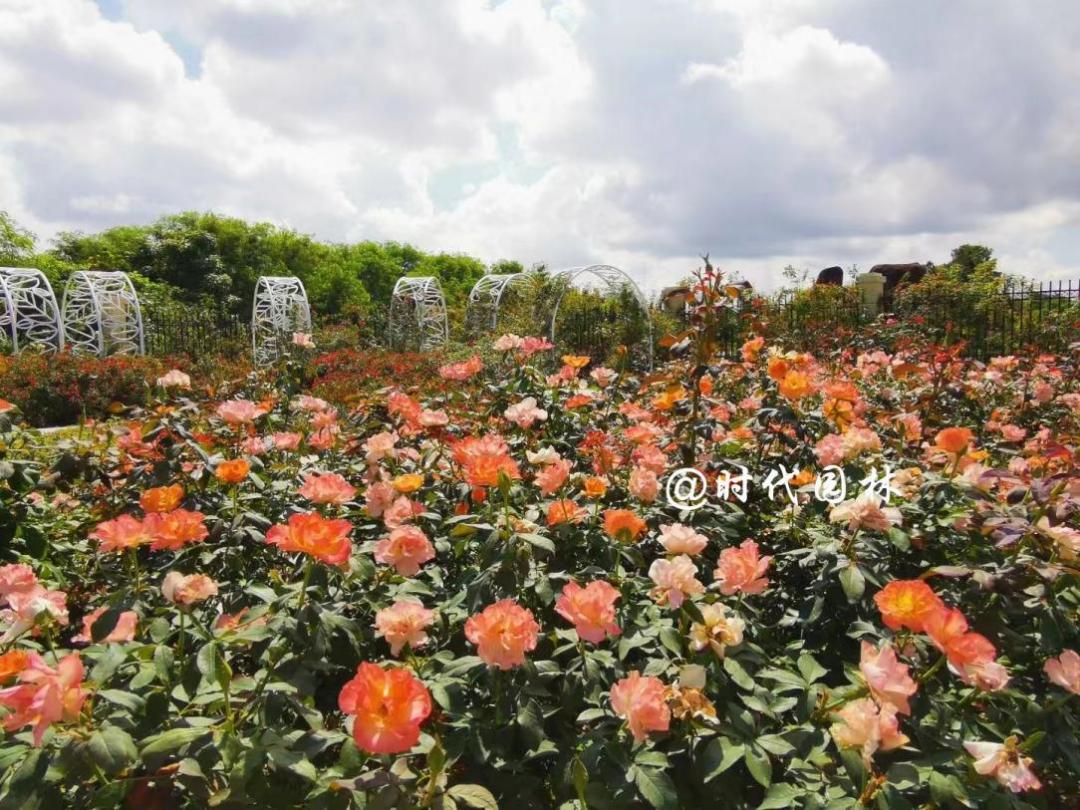 这20种月季超级耐寒东北也能养,南方种不了什么