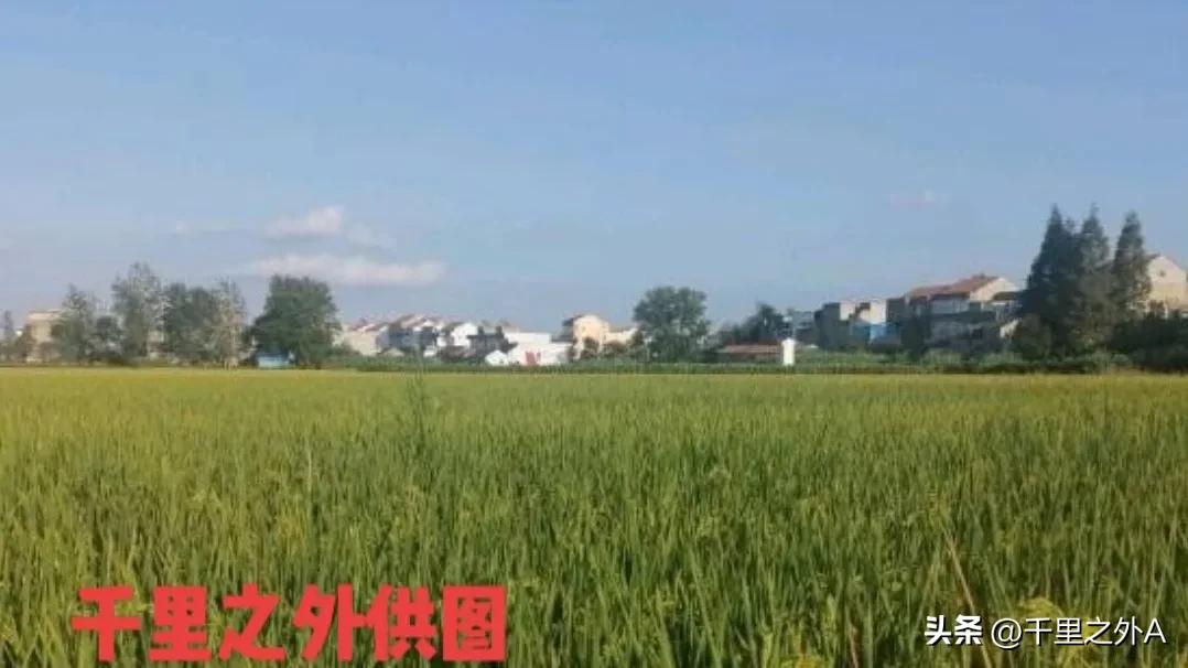 牛蹄河之恋（中篇）