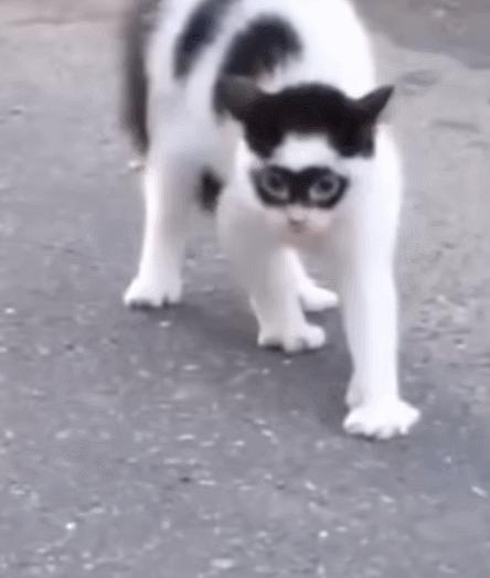 每日一笑，自己拆的家就是有安全感