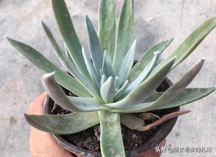 仙女杯多肉怎么养成粗壮,多肉仙女杯最佳状态