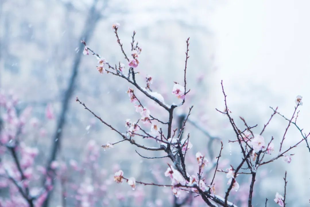 早春唐诗白居易拼音,古诗词鉴赏早春唐白居易