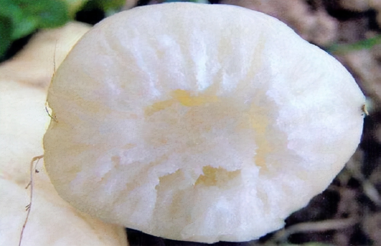 萝卜糠心的原因及解决方法,糠心的萝卜还能吃吗