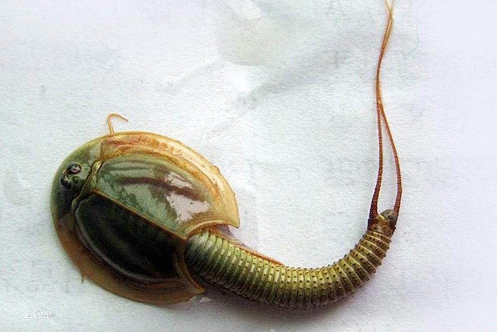 千年草籽万年鱼籽有什么作用,千年草籽万年鱼籽是真的假的