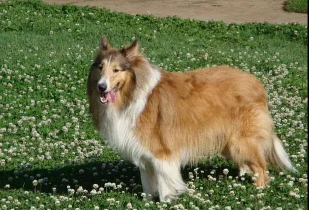 100多种名犬图片大全大图高清,100多种名犬图片大全大图