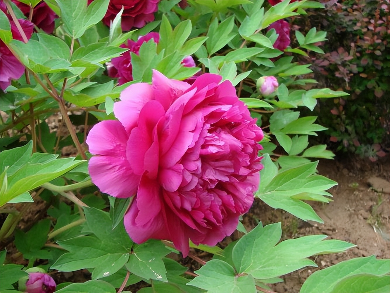 10种“漂亮花”，开花红艳艳，美得不可方物，客人来了走不动道