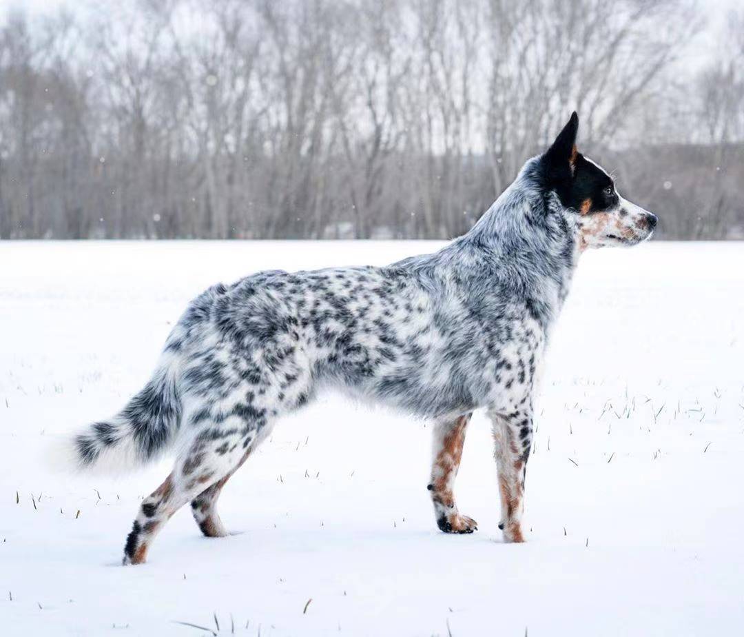 萨摩十大聪明犬排名,十大聪明犬排名蝴蝶犬