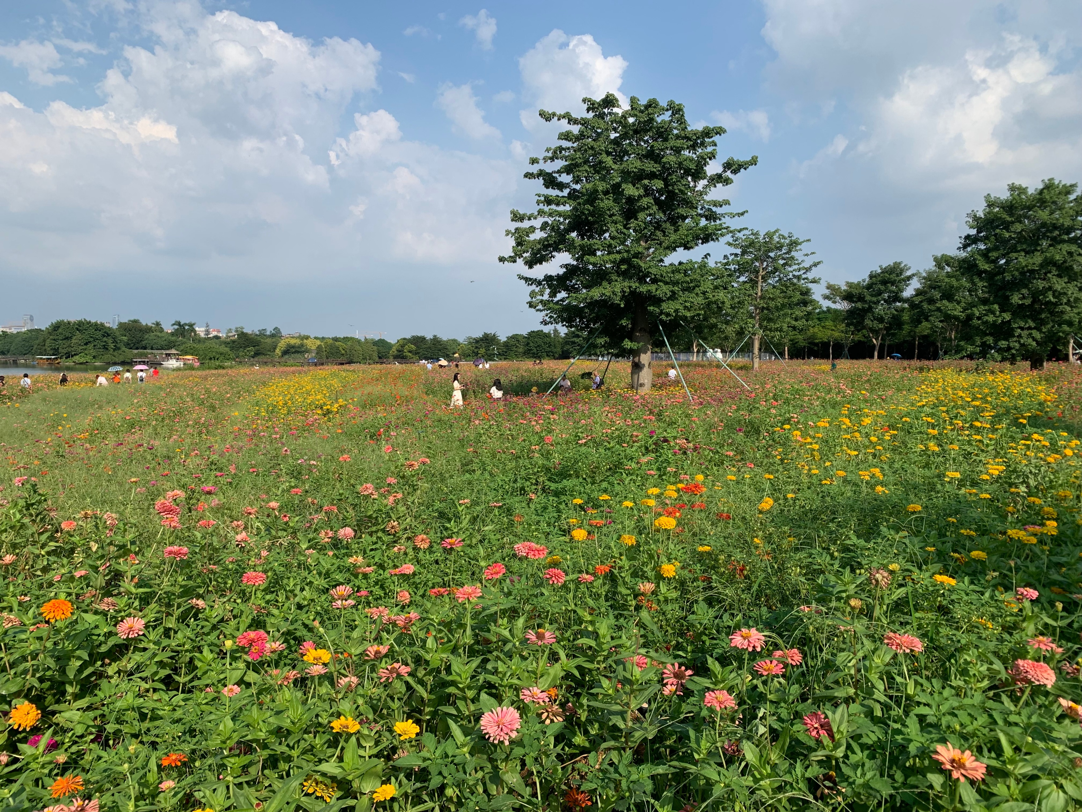 2022海珠湖公园春节游玩,海珠湖湿地公园最佳游玩时间