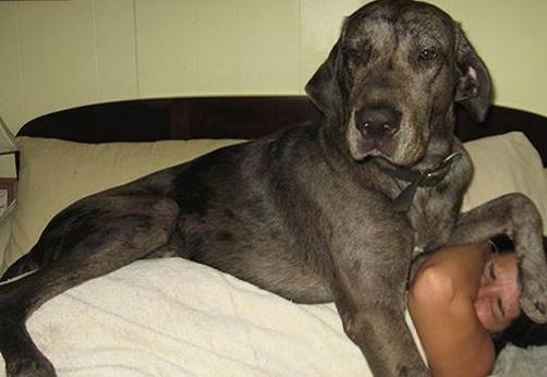 狗狗临近傍晚犯困该怎么干预,狗狗晚上怕黑是怎么回事