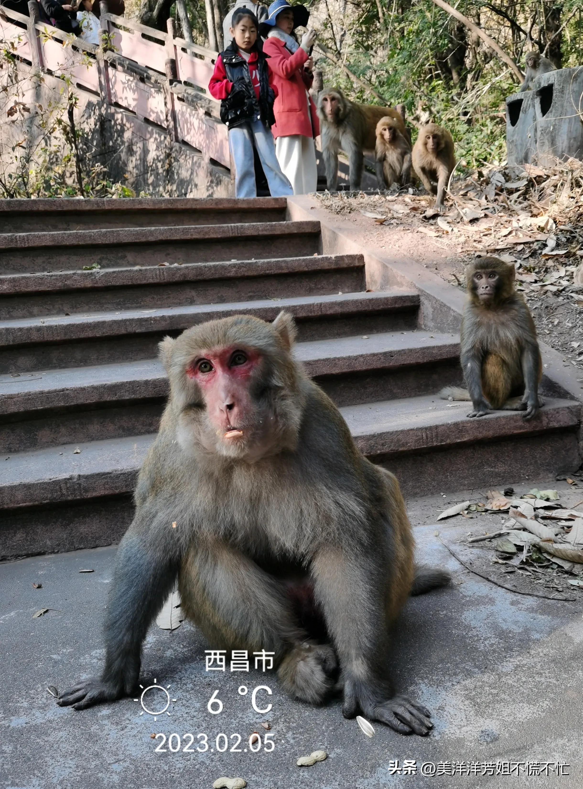 西昌邛海什么时候有海鸥,冬季去西昌邛海喂海鸥