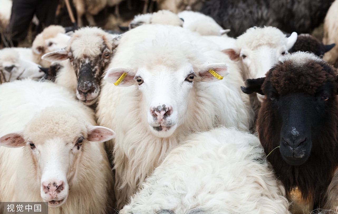 羊胃肠炎症状和治疗,羊胃肠炎使用什么药品治疗