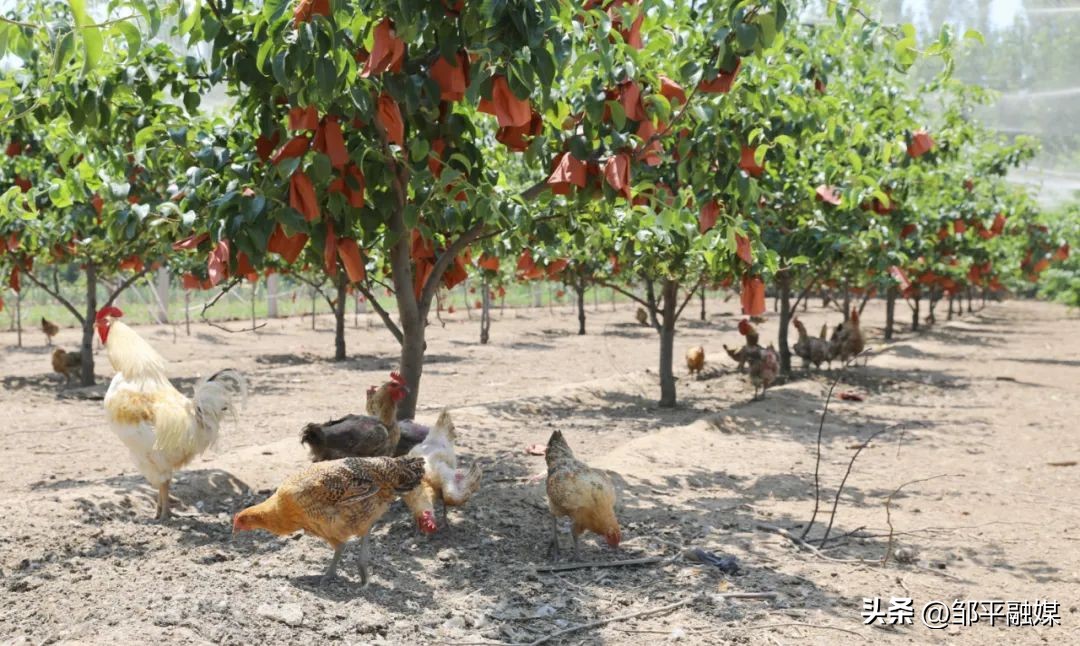 河北赵县规模化蛋鸡养殖助农增收,老河口薛集绿壳蛋鸡养殖