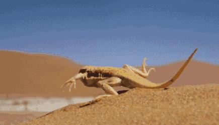 壁虎可怕,壁虎很可怕