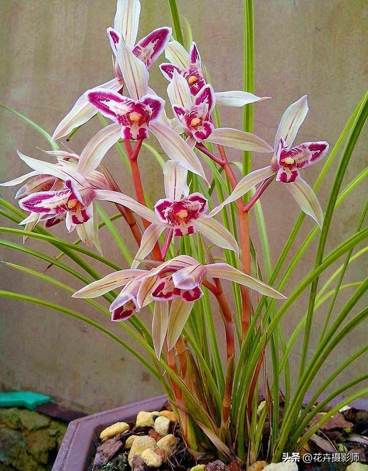 云南一姑娘，因为养了一盆“玉兔兰”走红，古香古色，确实很高级