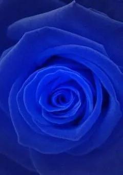 蓝色妖姬花束壁纸,花朵壁纸蓝色