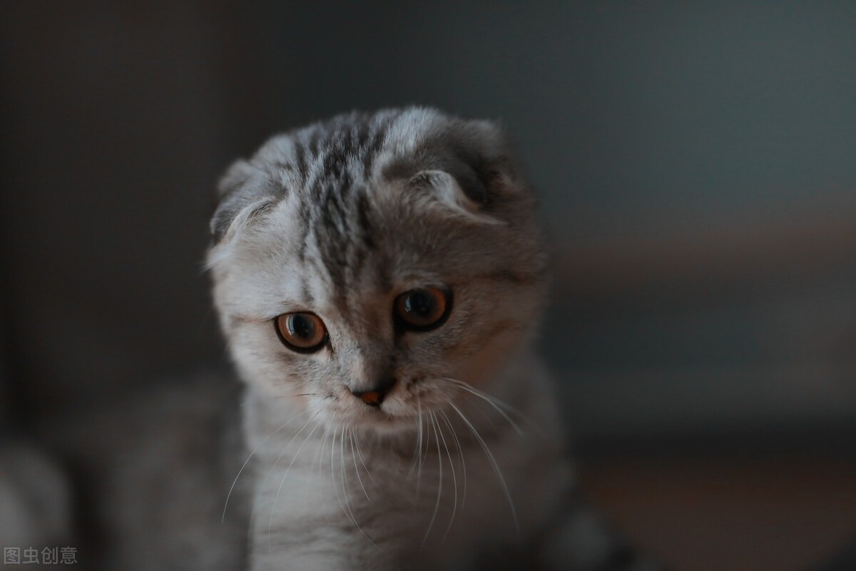 猫咪怀孕之后食欲下降,猫咪怀孕60天食欲下降