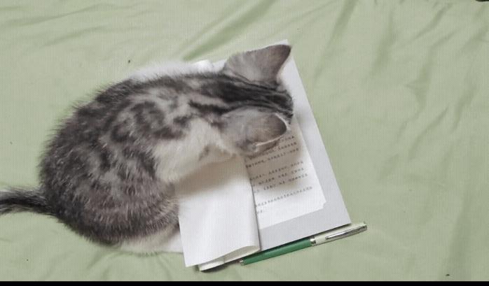 几百块钱买的猫靠谱吗,几百块的猫是真的吗