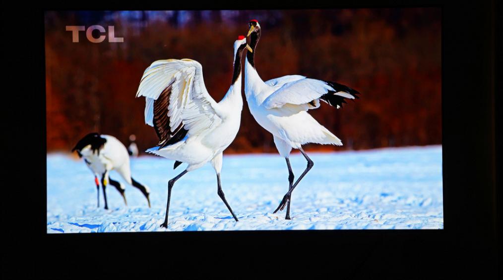tcl电视新品c11,tclc11这款电视怎么样