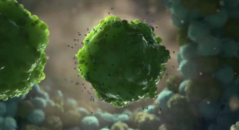 NK细胞是抗病毒治疗的天然*器武**，用来对抗新冠、流感以及HIV等