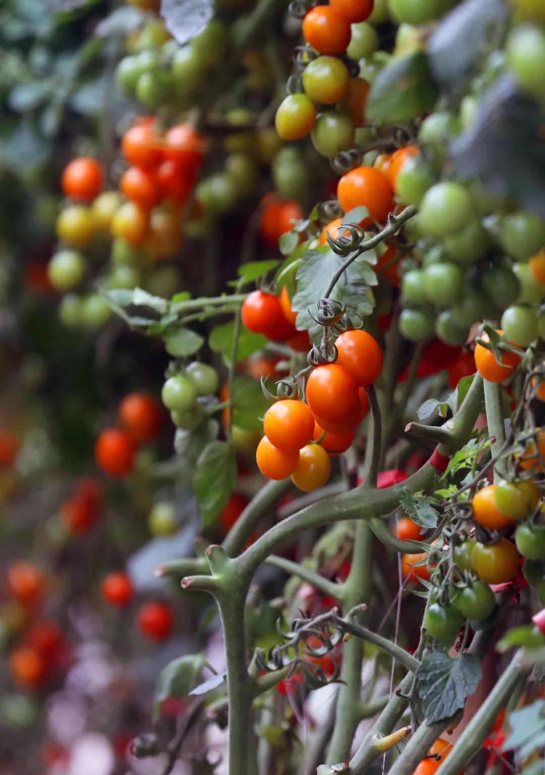 金湾农作物特产是什么呢,金湾区特产推荐