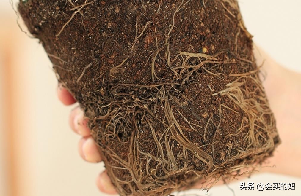 价格便宜且又有实用价值的绿植,家里值得买的绿植