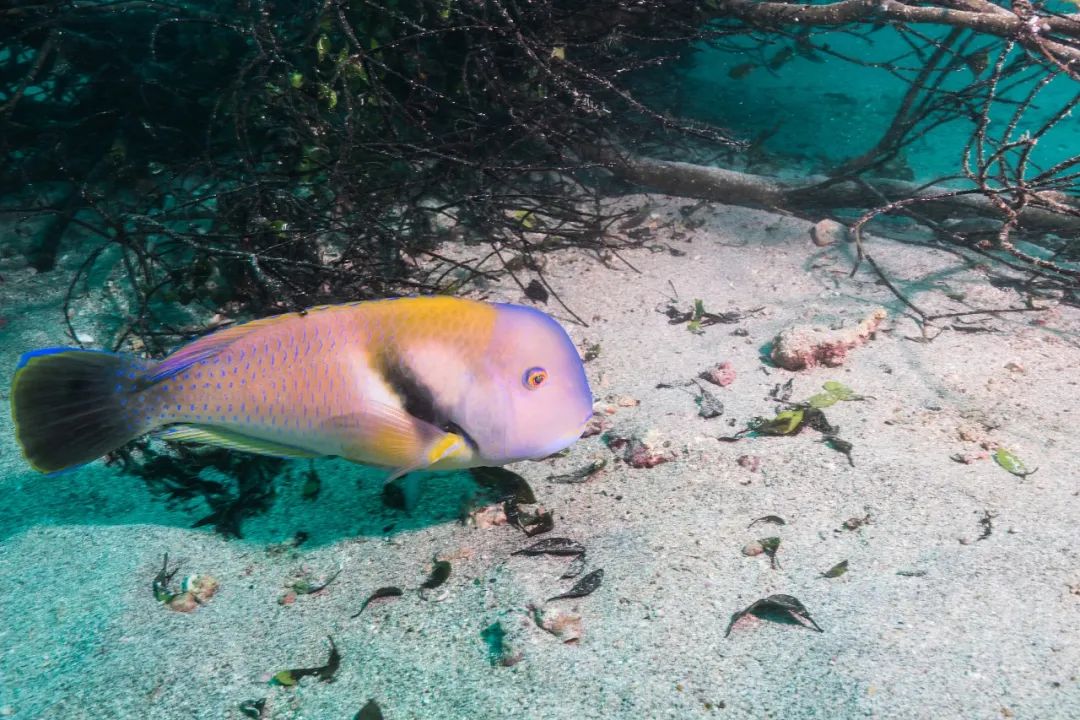 新物种有哪些,新物种是怎么凭空出现的
