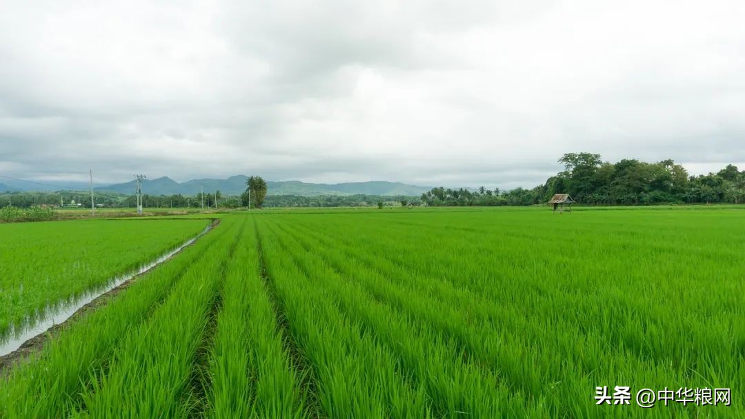 稻米产业提质增效方法,水稻产业促乡村振兴