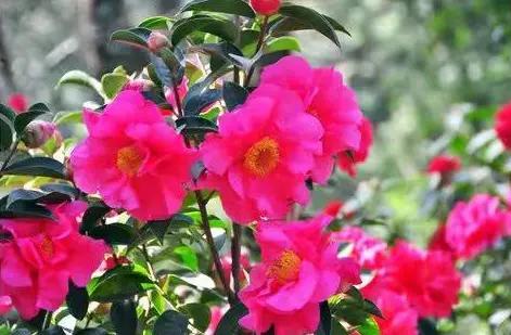 这个季节去哪里玩最合适昆明周边,昆明周边过年旅游推荐